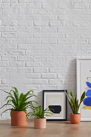 The Sill | ALIGN : RIGHT